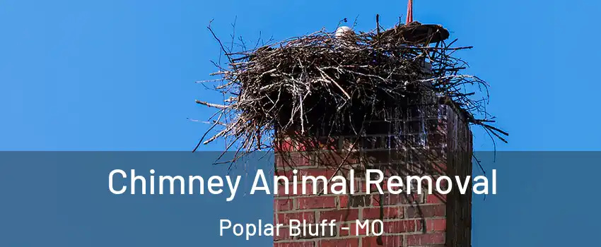  Chimney Animal Removal Poplar Bluff - MO
